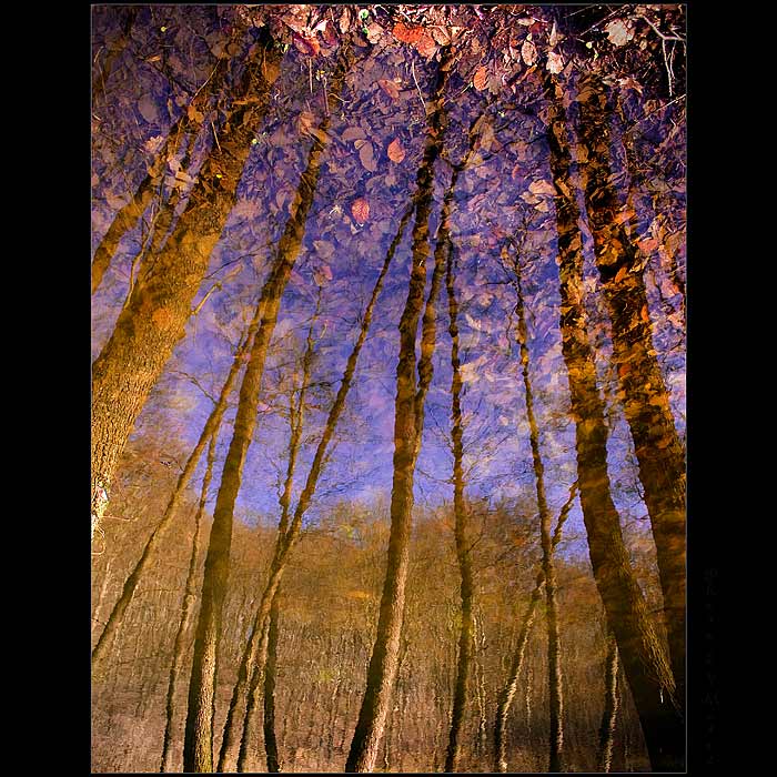 Water wood