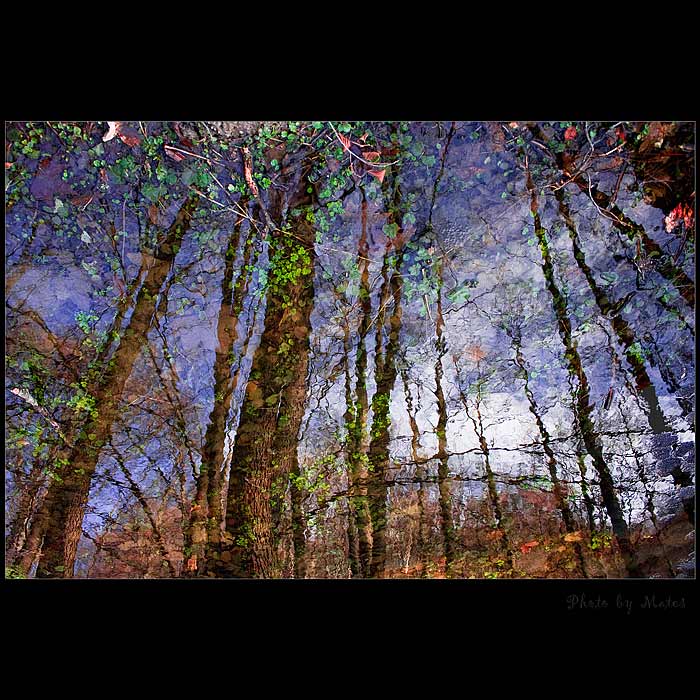 Water wood II