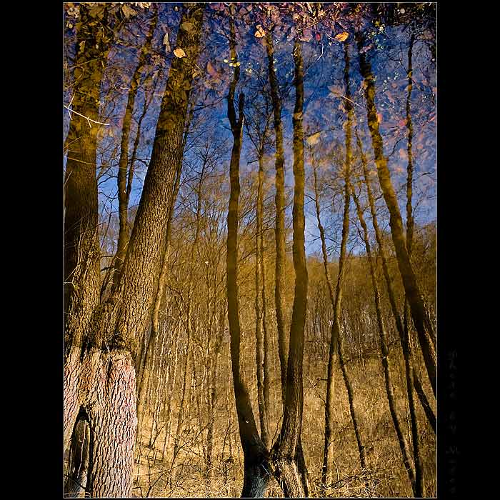 Water wood III