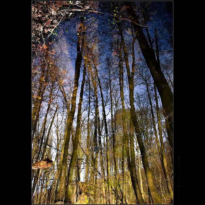 Water wood IV