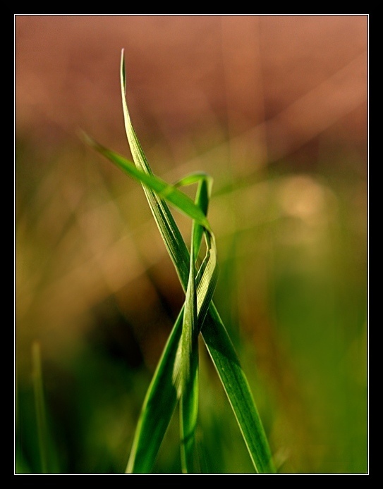 Propletena