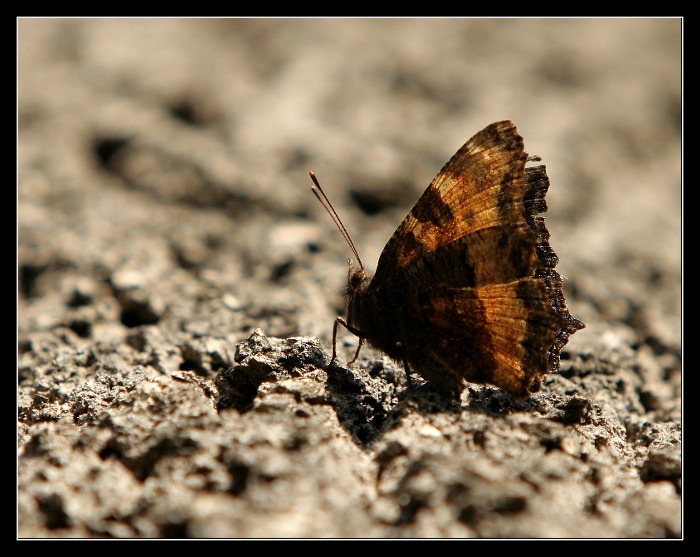 motyl