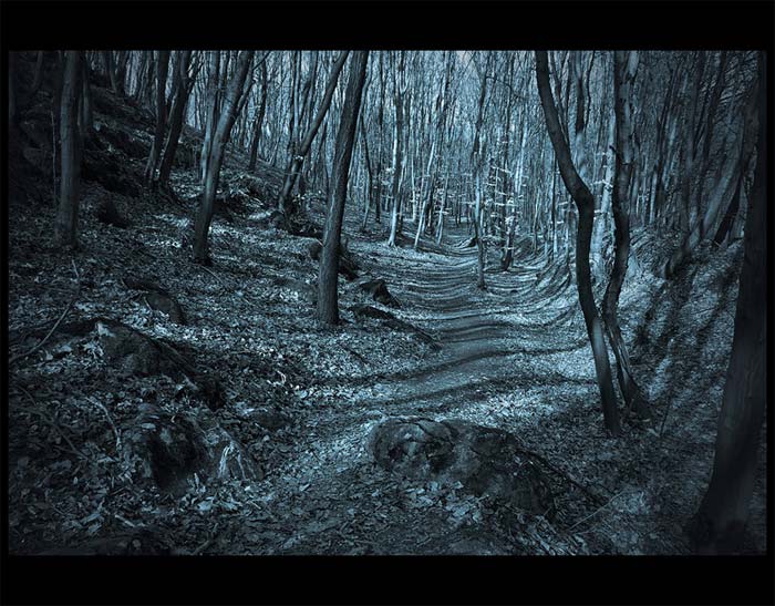 mystic forest