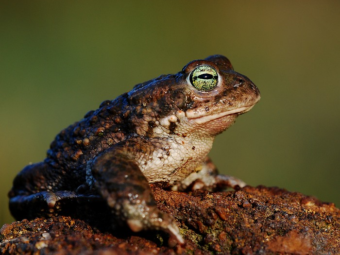 Ropucha krátkonohá (Bufo calamita)