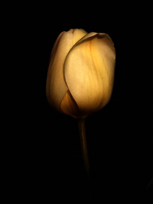 Bílý tulipán
