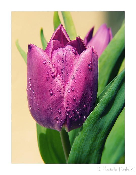 ...Tulipánová...I..