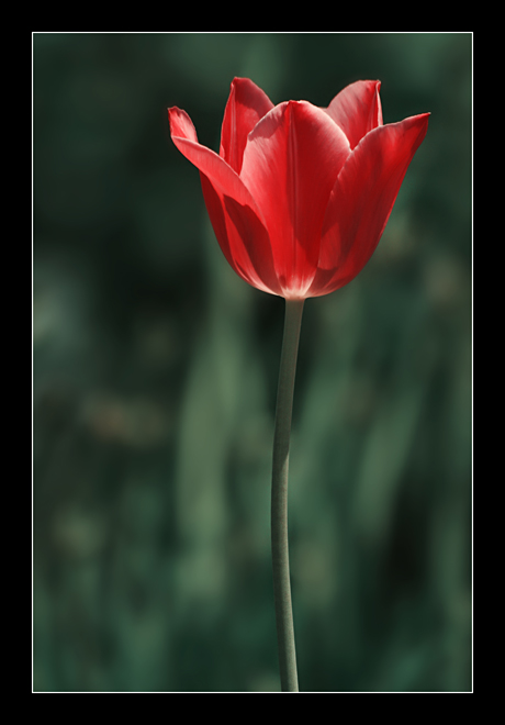 Tulipán