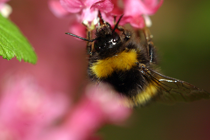 Mám rád růžové květy