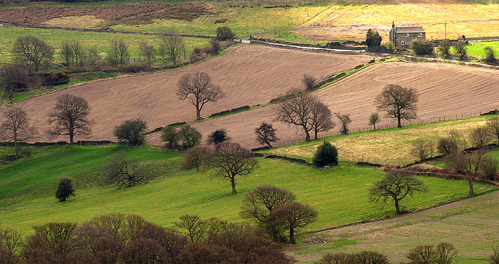 Hedgerow County