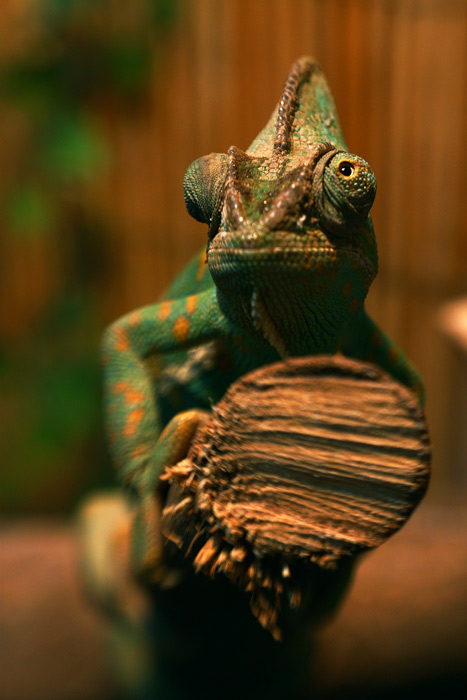 Chameleon Jemenský