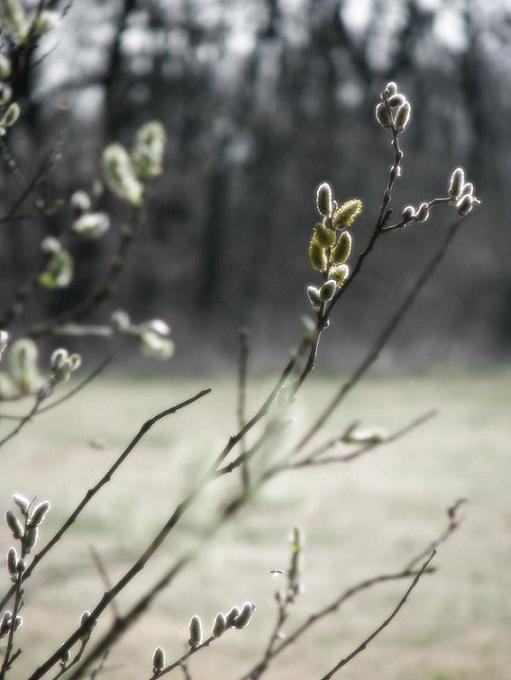 rozvijej se poupatko...