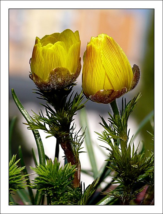 Milenci....