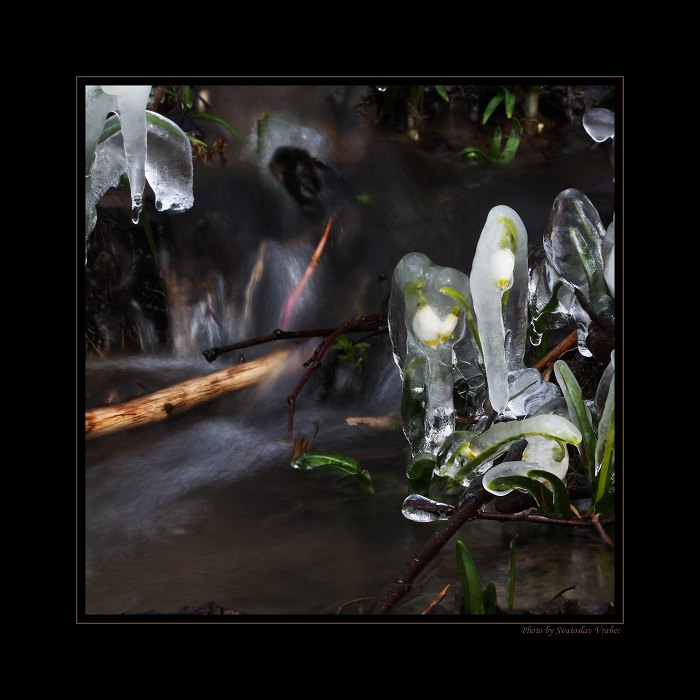 Do ledového roucha zakleté