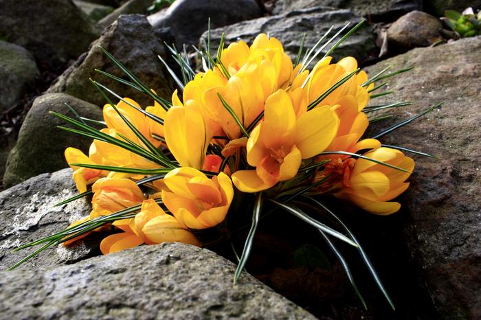 ...první jarní kvítí...