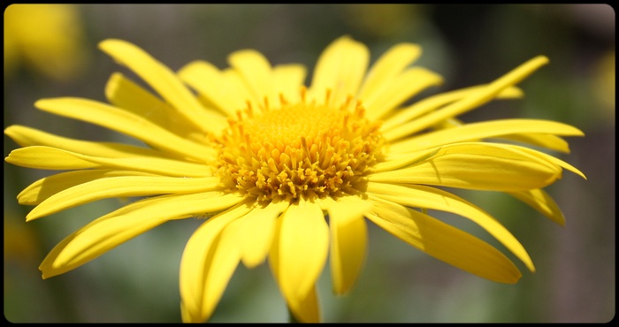 ...žlutá je dobrá....