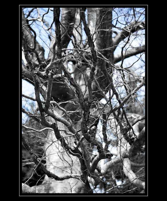 blue tree