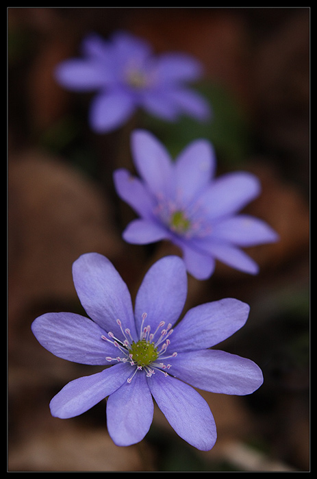 Hepatica nobilis