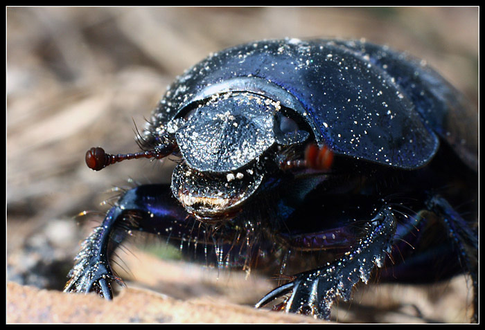 Chrobák těžkooděnec