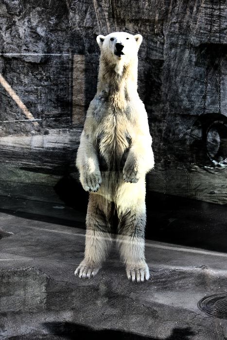 POLÁRník