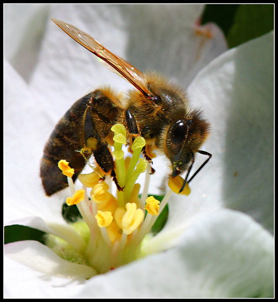 V jabloňovém květu