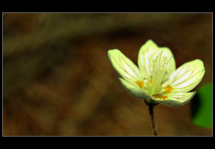 Dokonalosť prírody