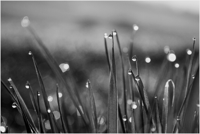 Kapky rosy III