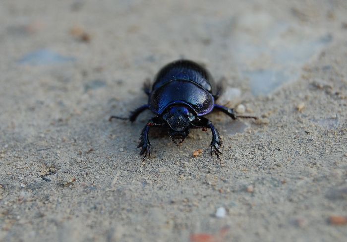 beatle