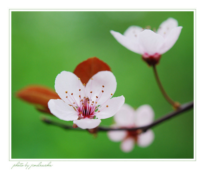 sakura