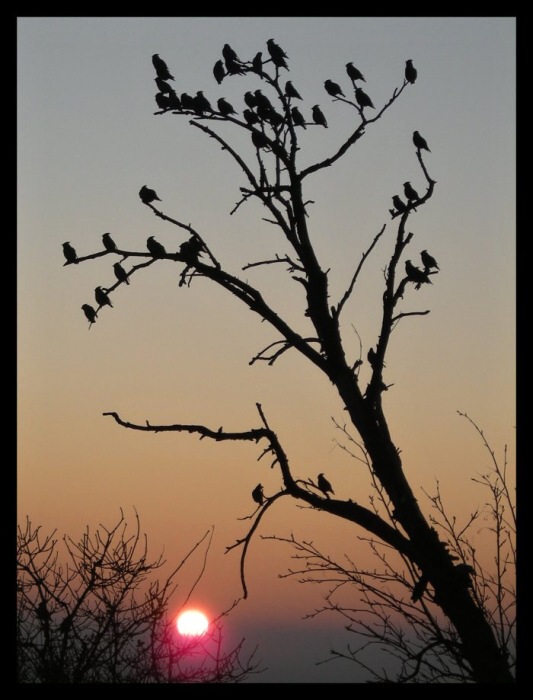 Brkoslavové při západu