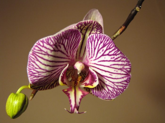 Orchidej