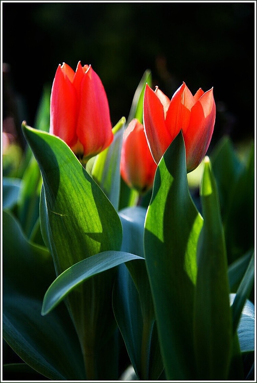 Včera to byla ještě poupata.