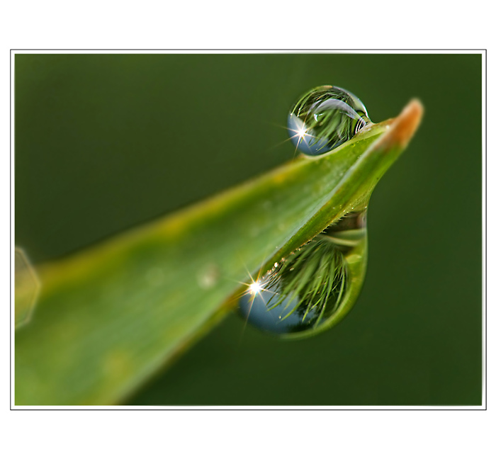 REFLEXIE