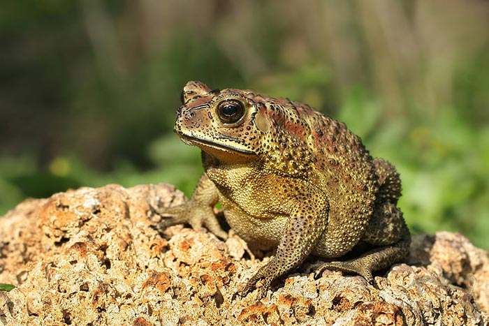 Ropucha jihoasijská (Bufo melanostictus)