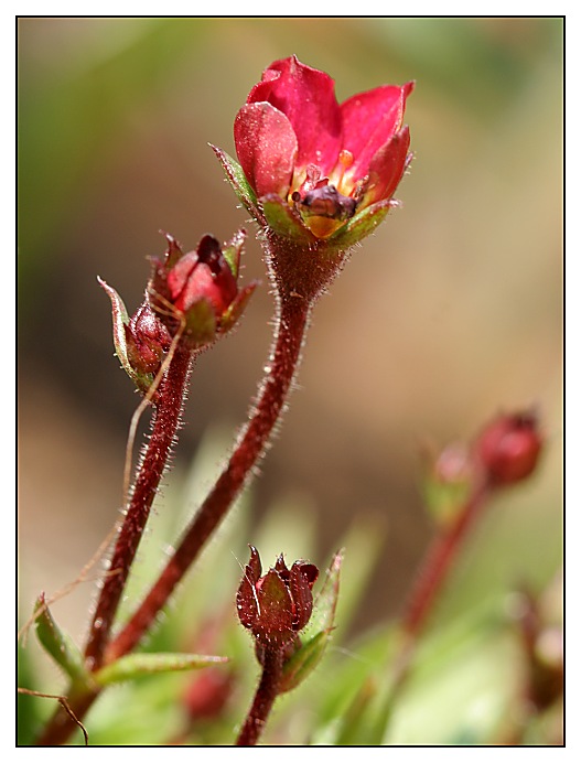 skalničkový kvítek