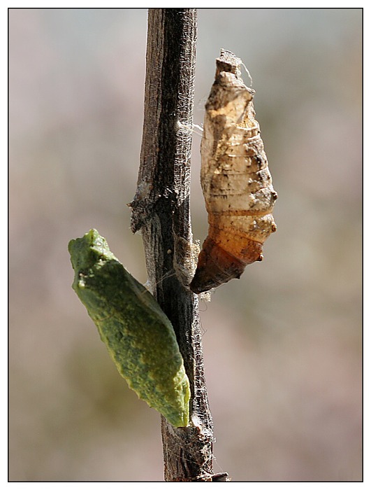 kukly před a po vylíhnutí