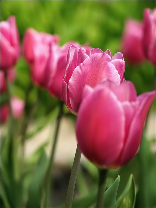 Tulipán