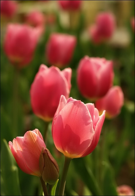 Tulipán2