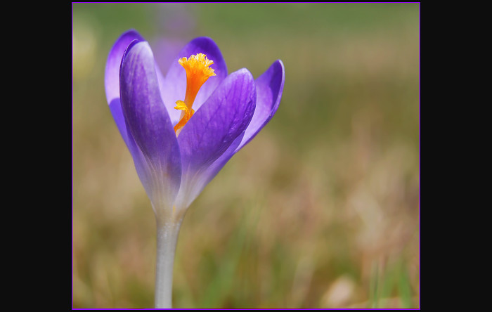 ... Šafrán jarní (Crocus vernus) ...
