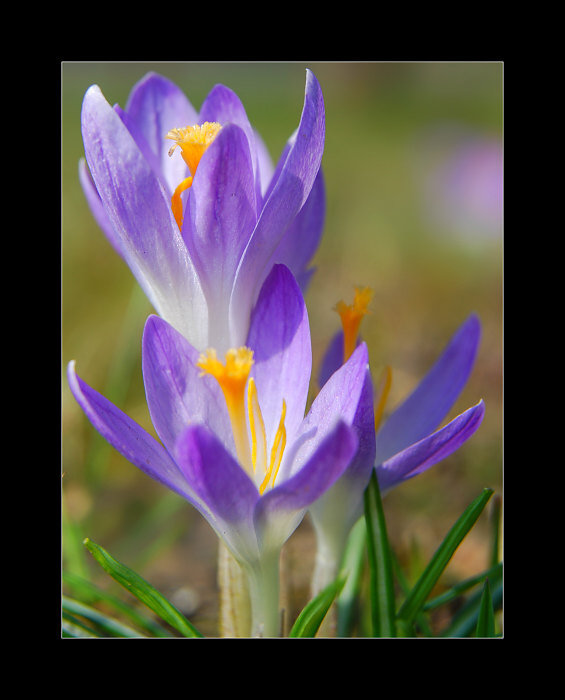 ... Šafrán jarní (Crocus vernus) II. ...