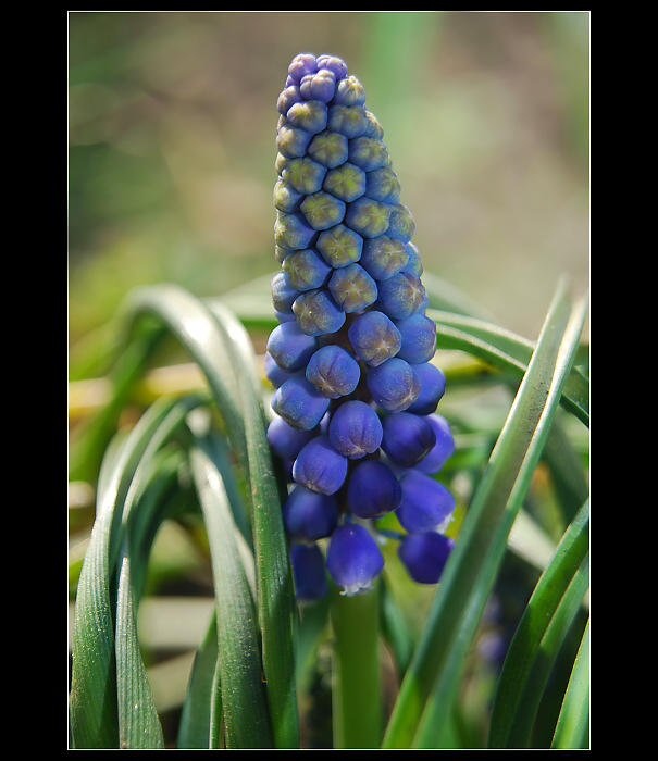 ...Hyacint východní - Hyacinthus orientalis...