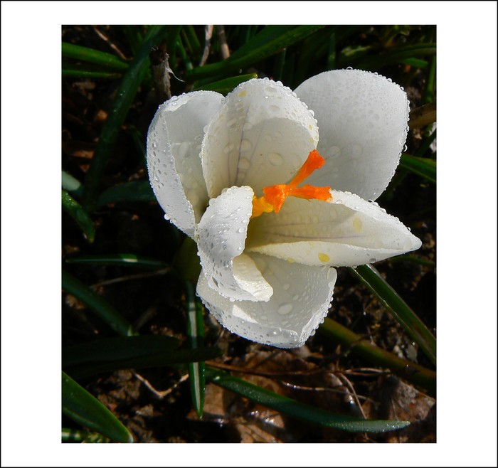 Krokus 1