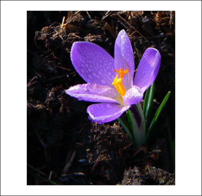Krokus 2