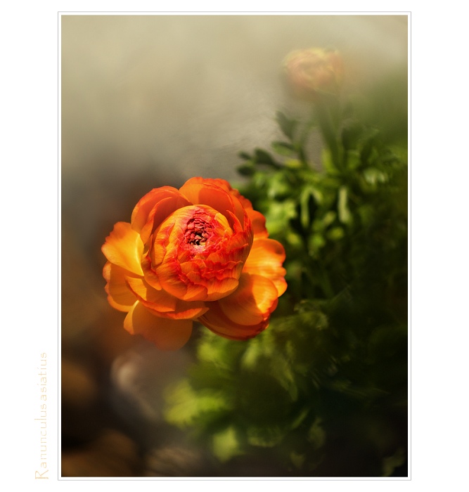 Ranunculus