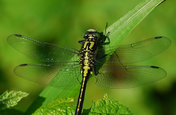 odpočinek v trávě