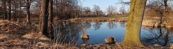 Rameno Orlice
