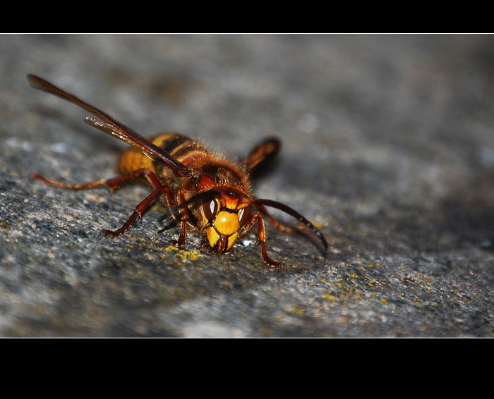 :: wasp ::