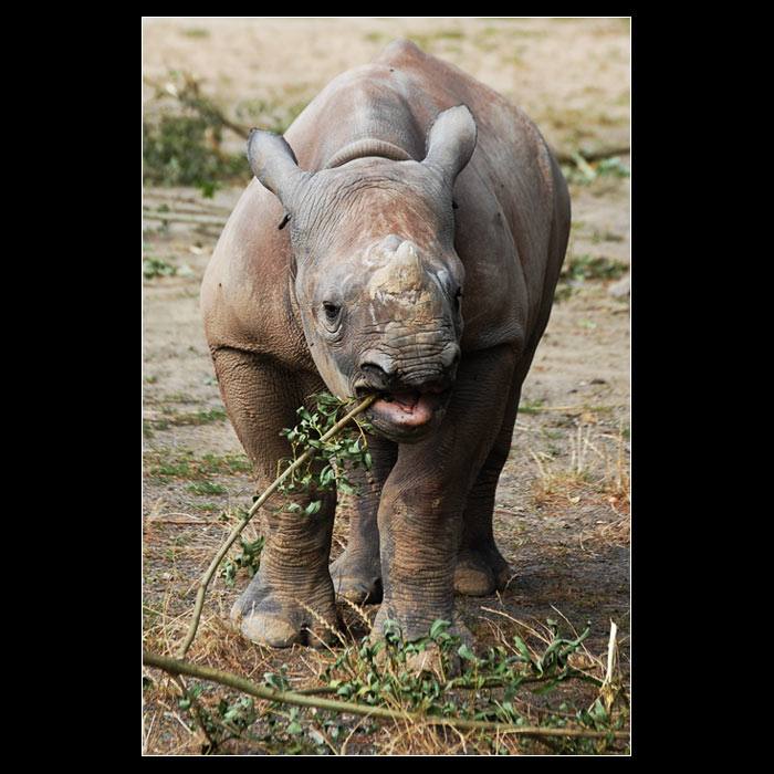 :: hippo ::