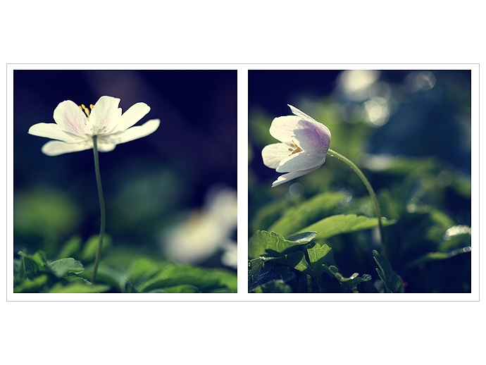 *** Něco ti pošeptám ...***