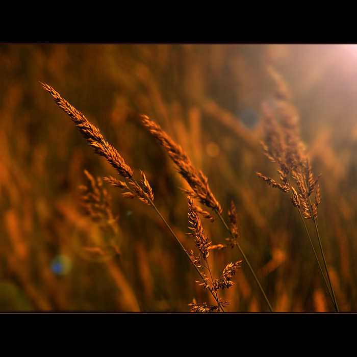 ***POHLAZENÍ SLUNCEM***