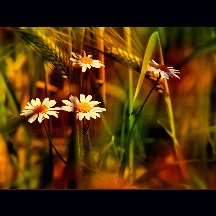 ***POD BAREVNÝM ZÁVOJEM***